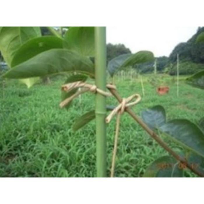 M-158-7 耐水紙ヒモ クラフト ＃20（約3mm）×100m