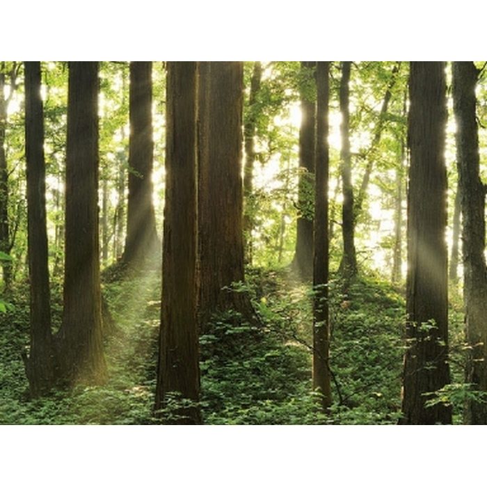 D8080TL ウィル インクジェットプリント壁紙 デジタル・デコ 森（PEACE OF FOREST） 仁鮒水沢の森 塩ビフラット W270cm×H202.5cm